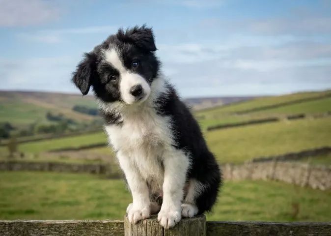 Border collie vacinado e garantido