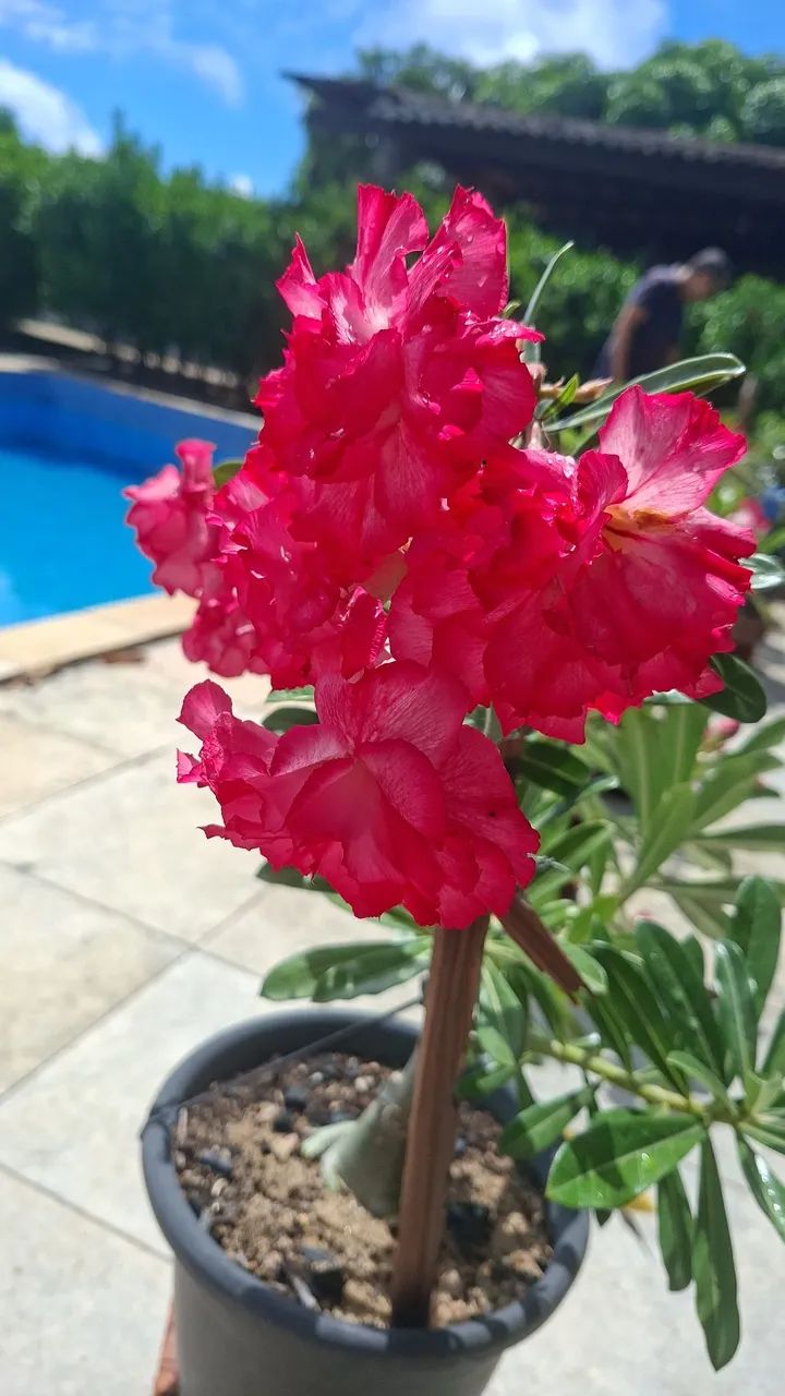 Rosas do Deserto " Variadas espécies,  cor e tamanho " - Foto 2