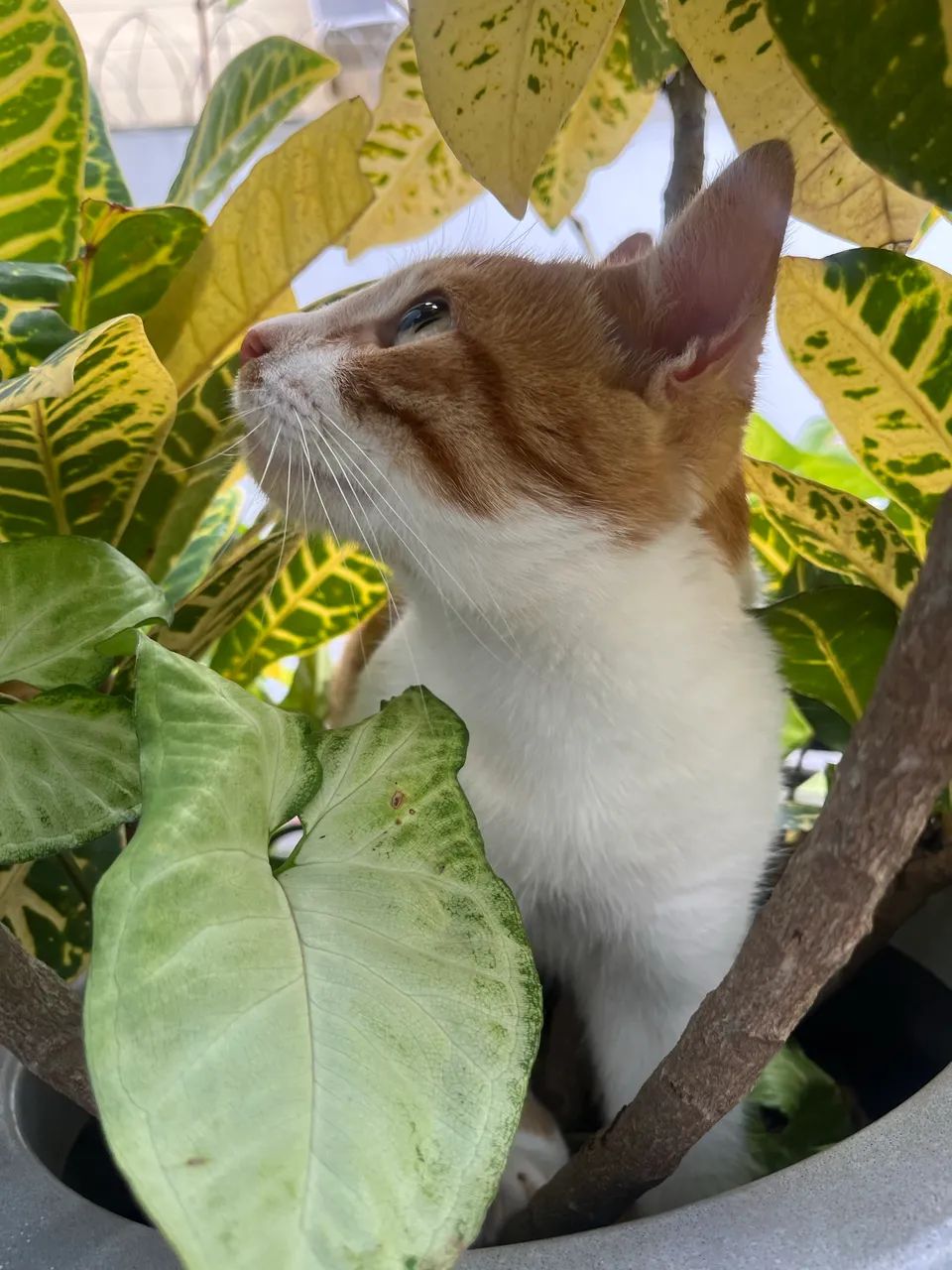 Doa-se gato super dócil 