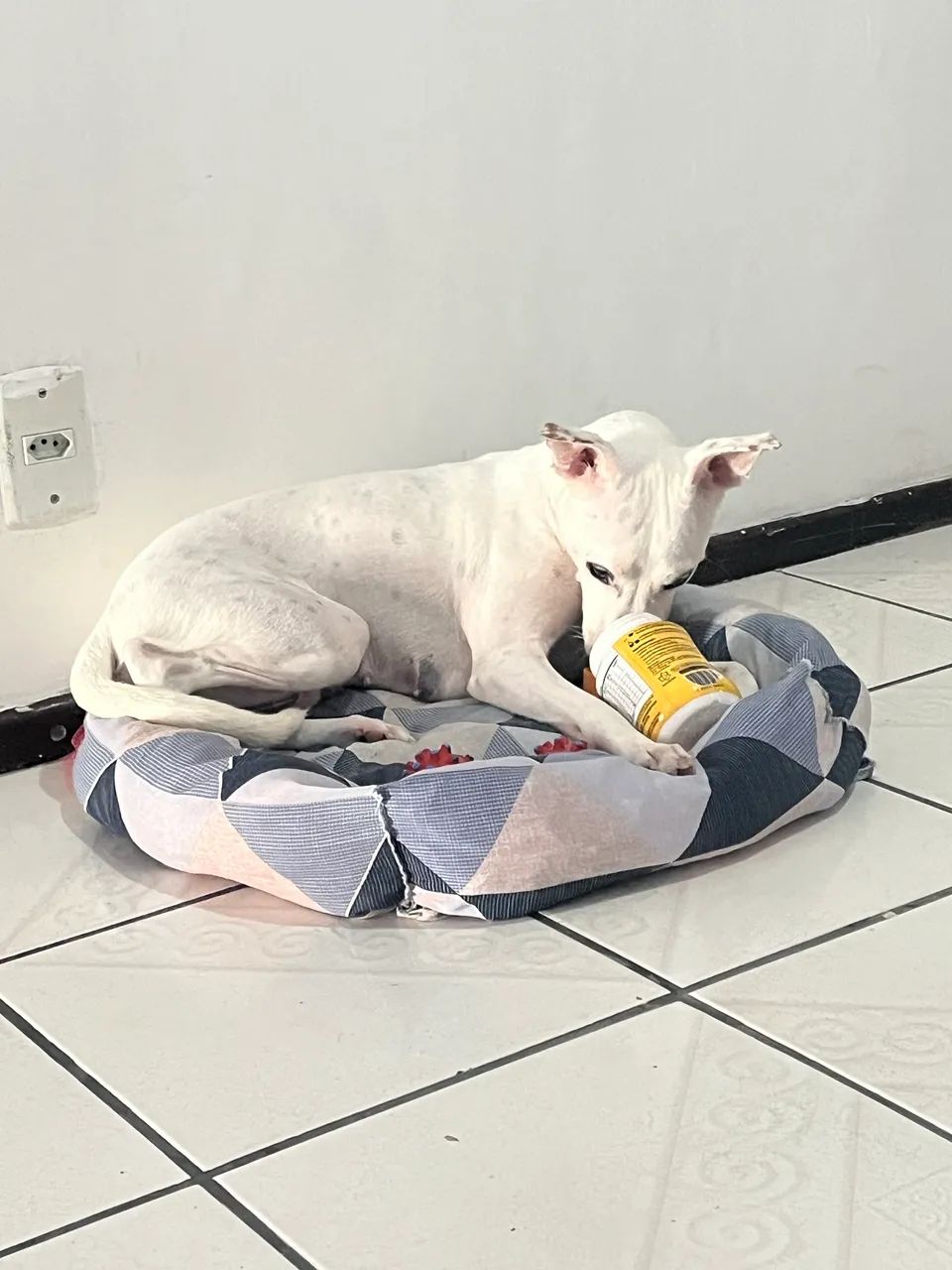 Cadela para adoção  - Foto 3