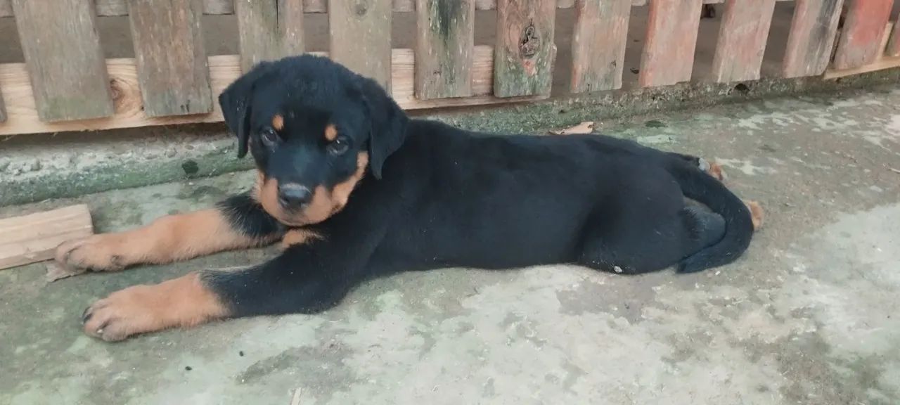 Filhotes de rottweiler  - Foto 3