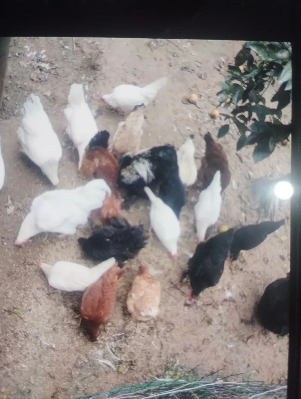 Angolista  - Foto 3