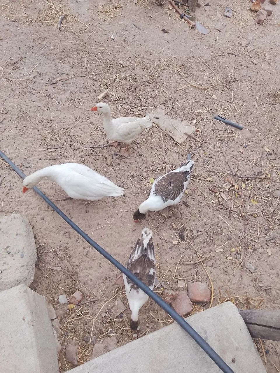 Vendo gansos 
