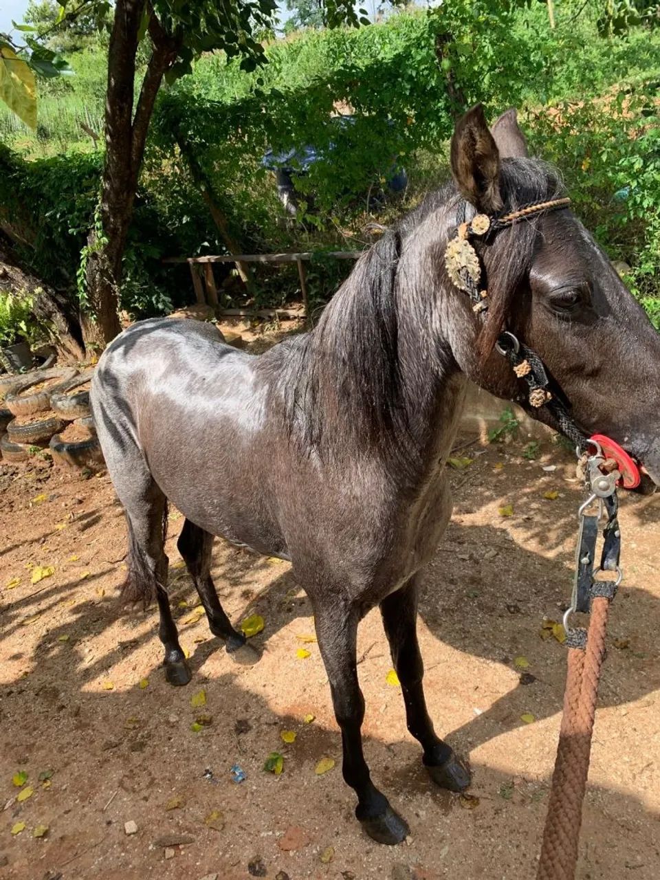 Vendo piquira Extra de sela  - Foto 3