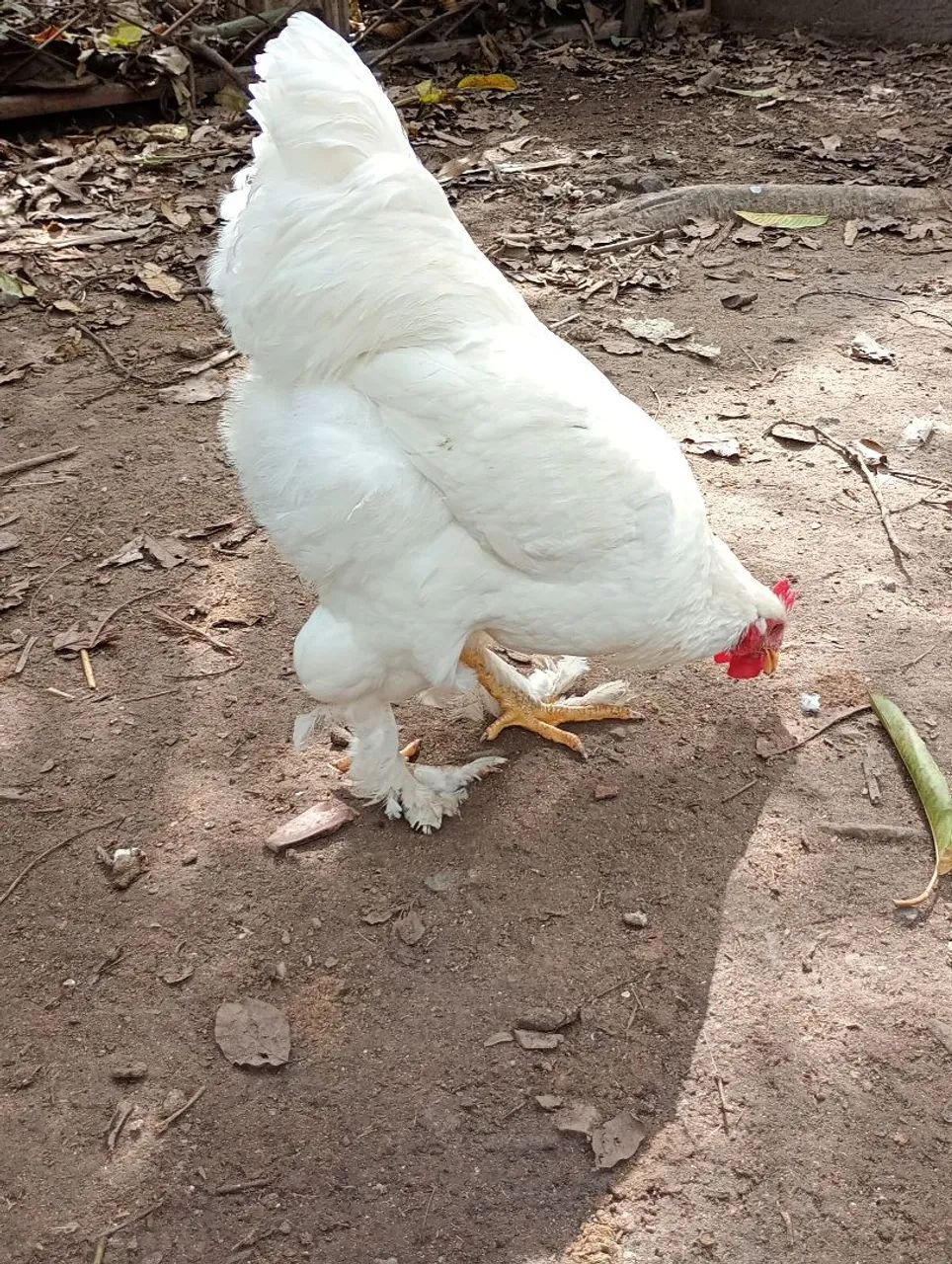 Frangos Brahma  - Foto 2