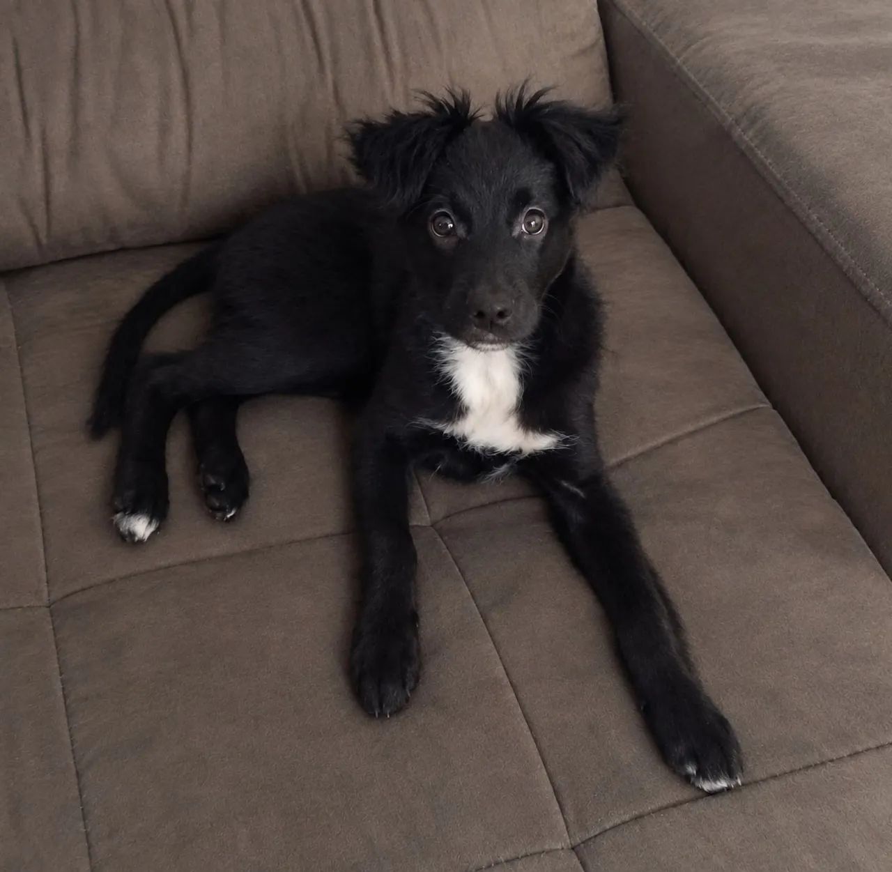 Cachorrinho para adoção 