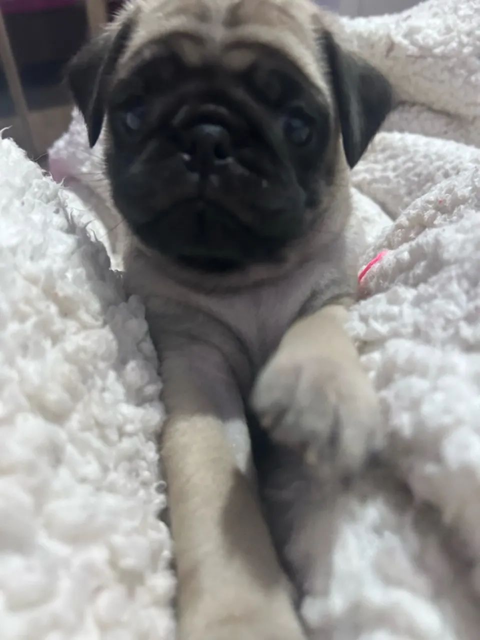 Vendo Pug fêmea 2,200  - Foto 3