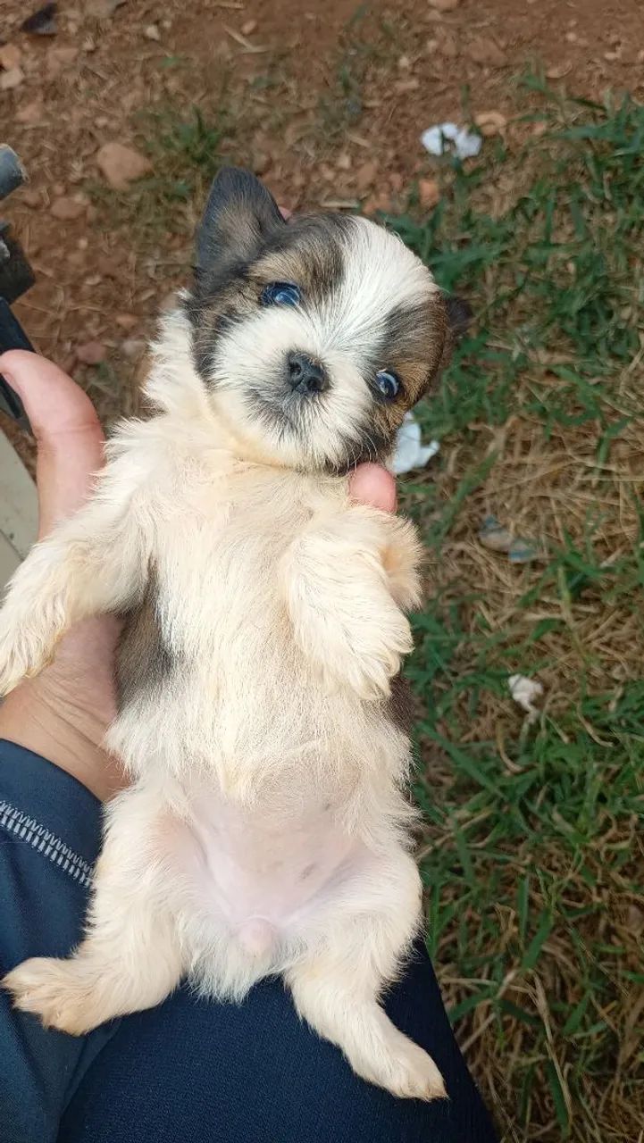 Cachorro  - Foto 4