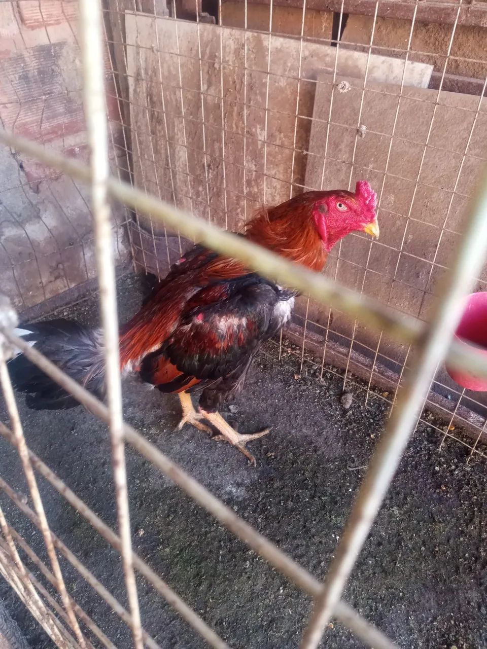 Galinha e galinzes  - Foto 3