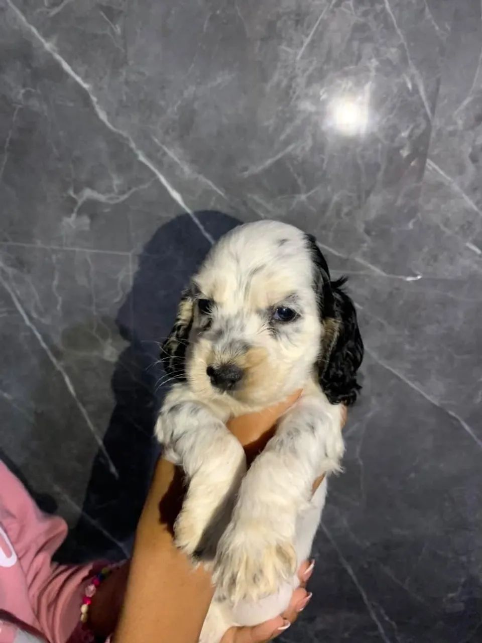 Cocker Spaniel inglês  - Foto 4