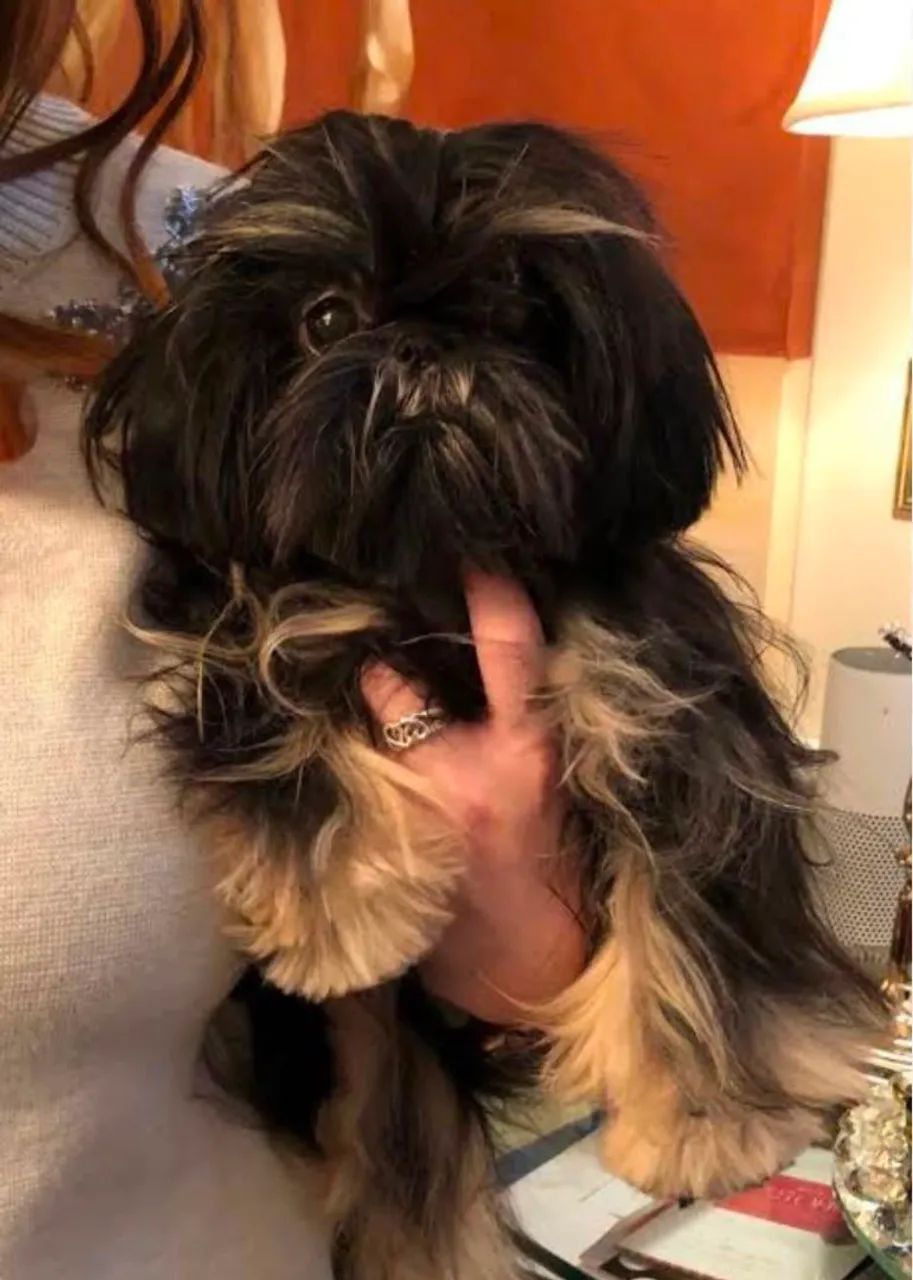 Shihtzu fêmea micro  - Foto 4