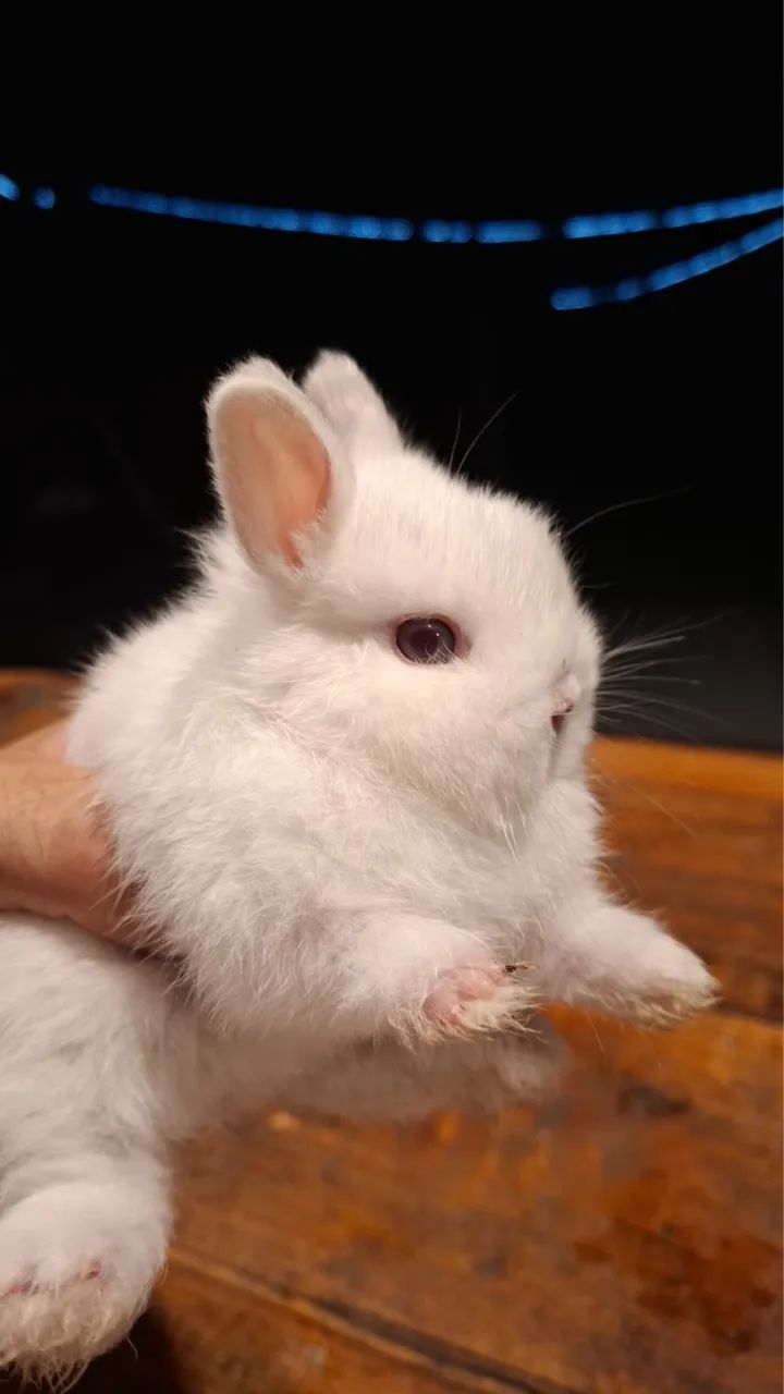 Coelho macho Netherland ( MINI/ANÃO)