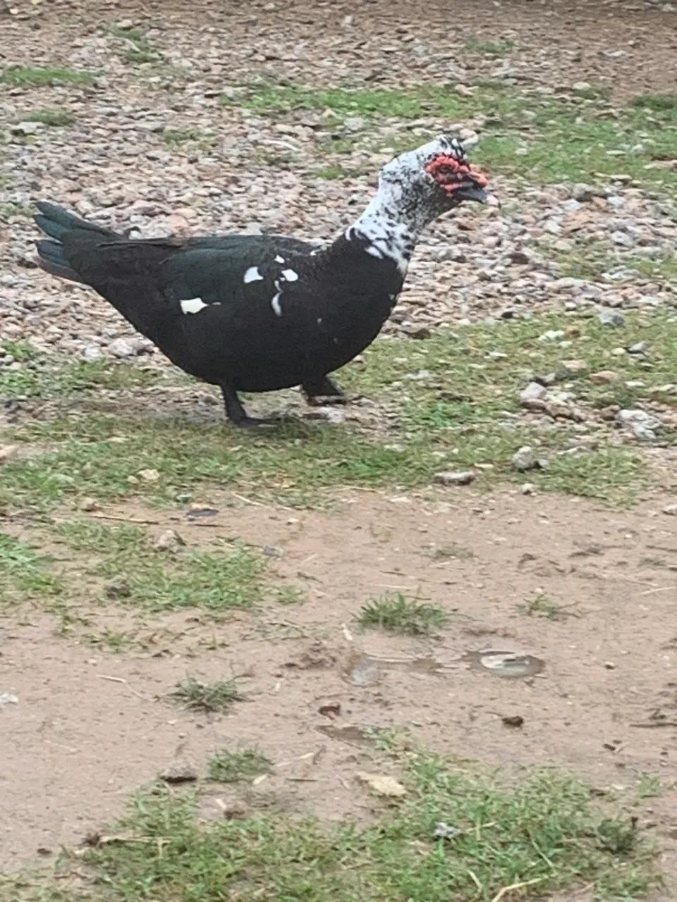 Pato lindo bem grande  - Foto 2