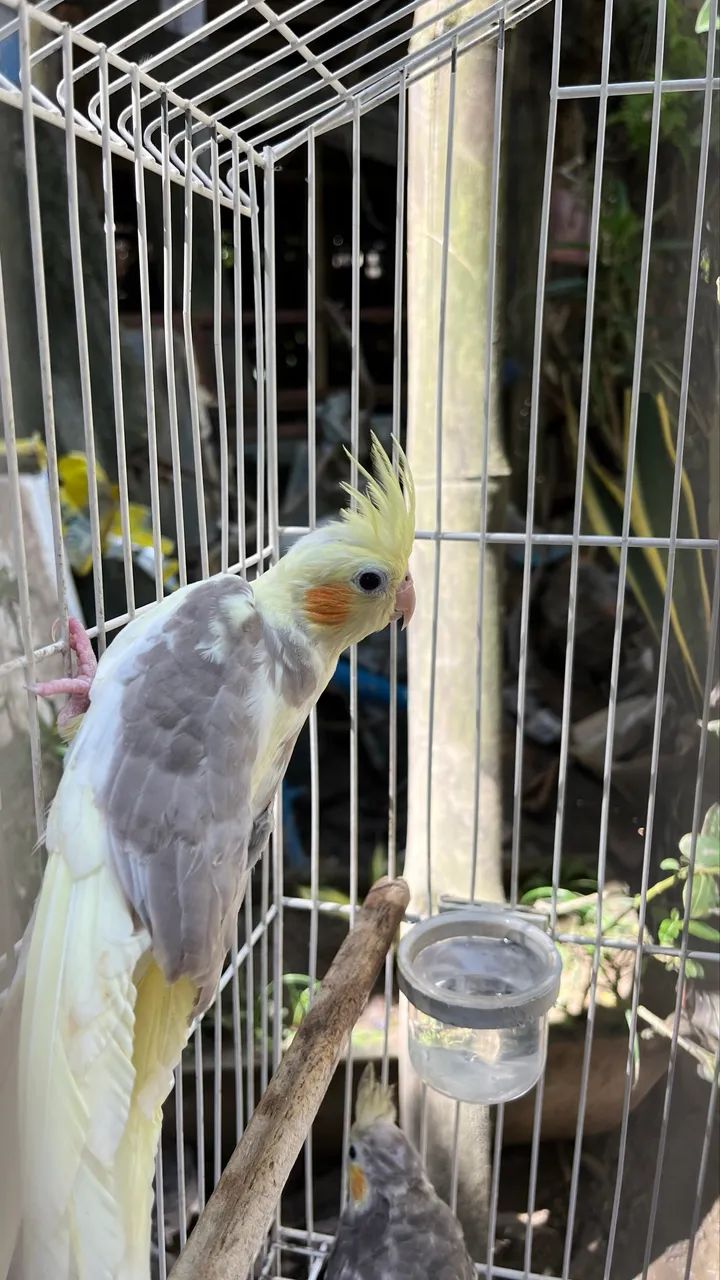 Vende-se  - Foto 3