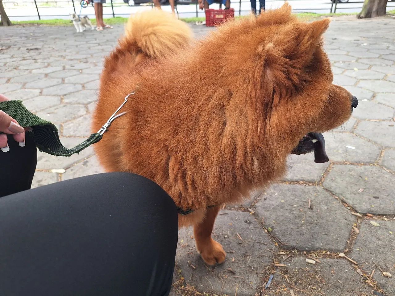 Cachorro Chow Chow