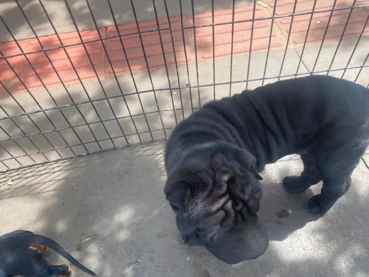 Shar Pei