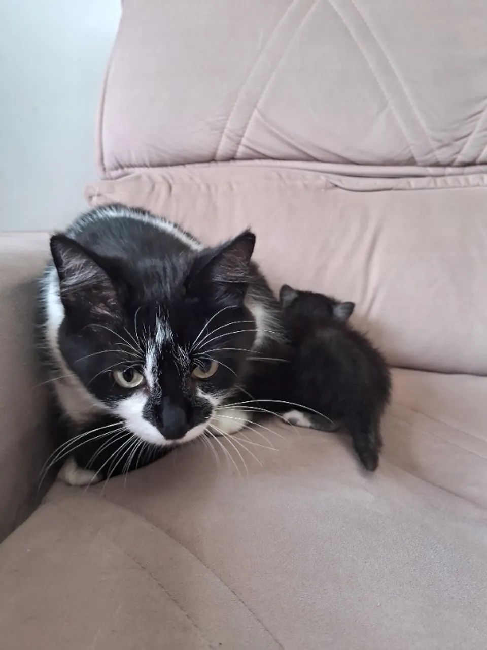 Gatinhas  - Foto 4