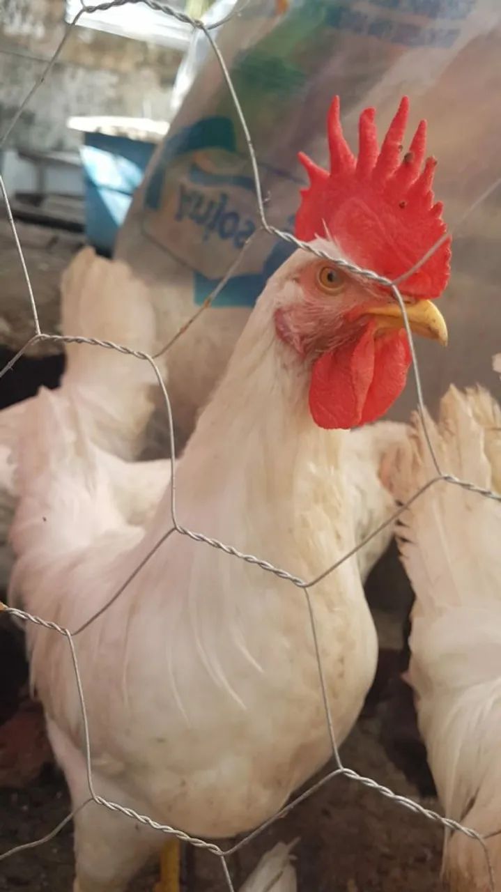 Frangos de legorne americana branca 