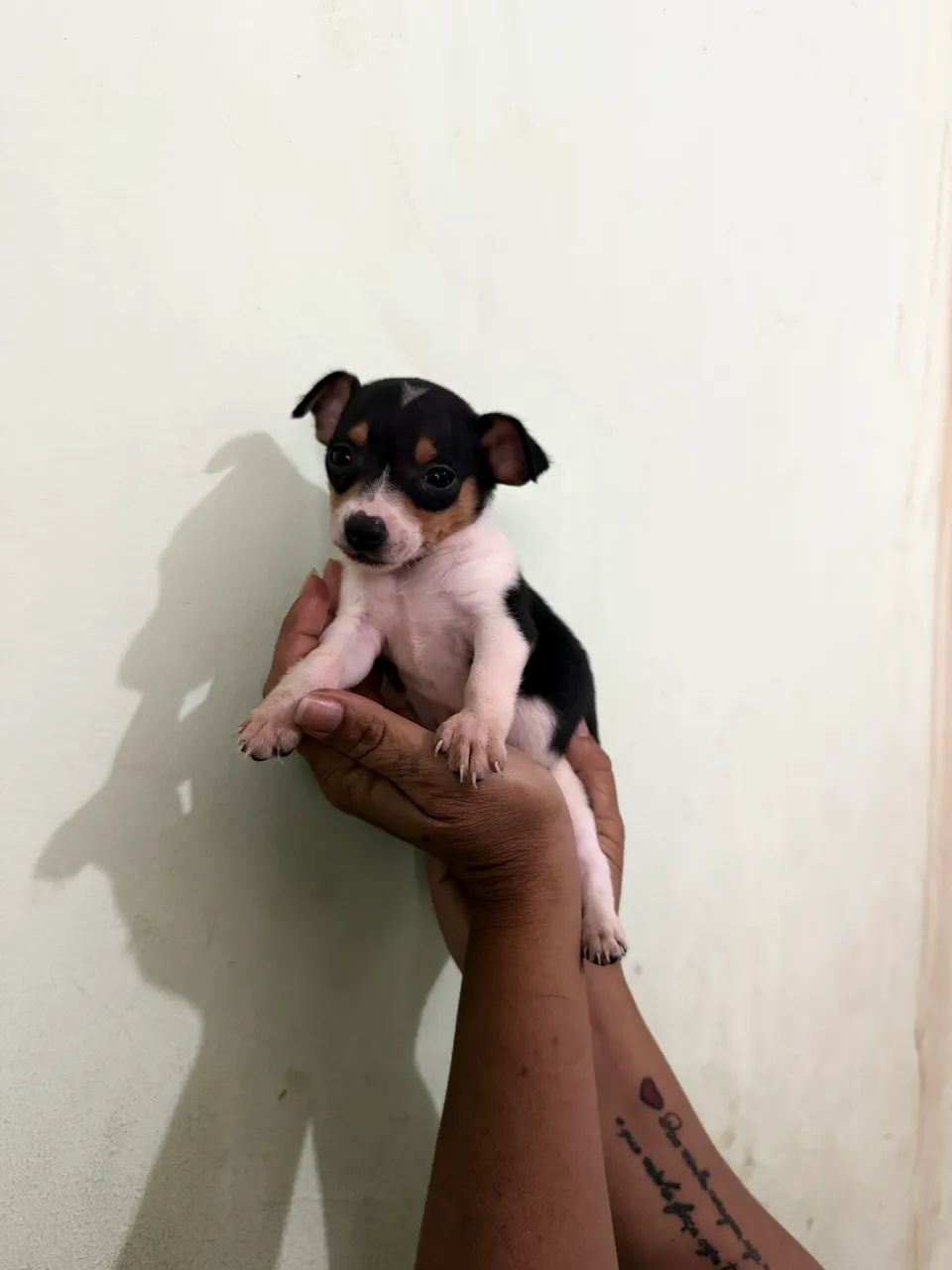 Bonequinho  - Foto 3