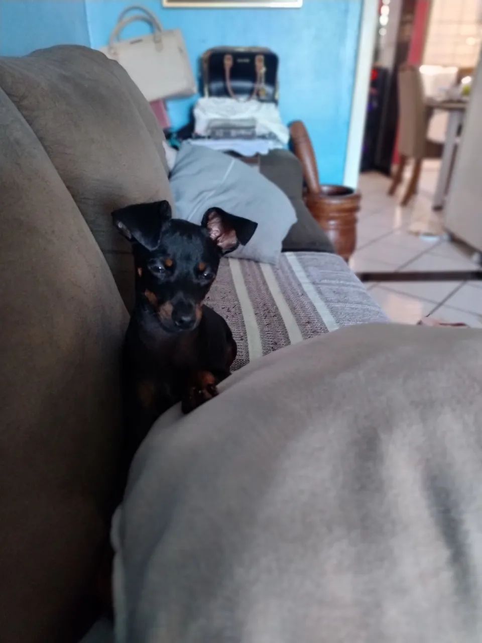 Promoção!Lindo pinscher nº 01   6 meses 999  - Foto 3