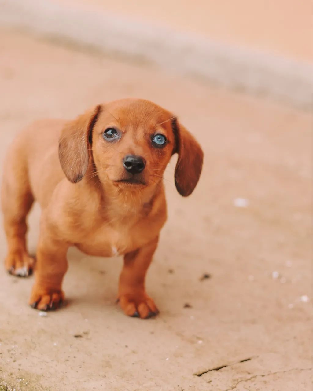 Dachshund  - Foto 3