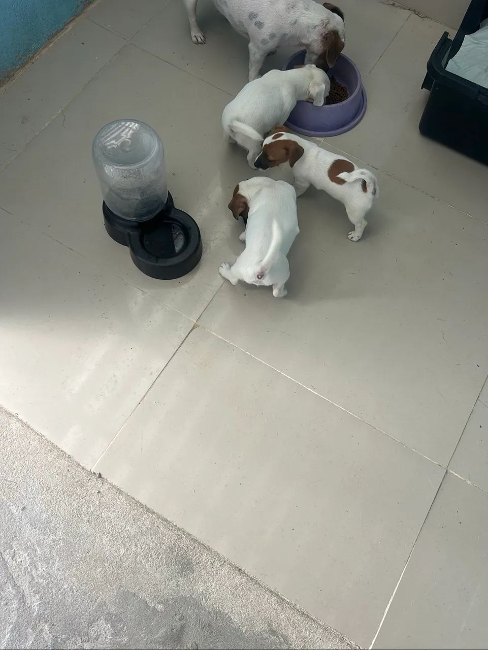 Cachorro do máscara  - Foto 2