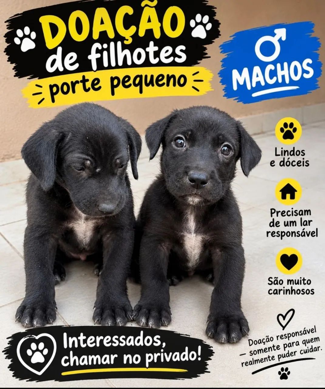 Doação de cachorro 