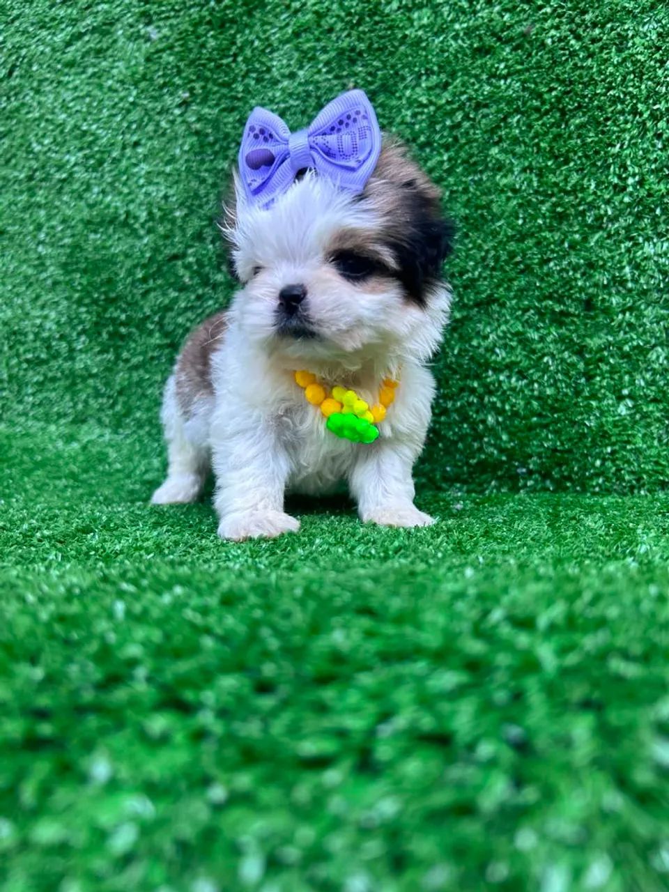 Shitzu mini - Foto 3
