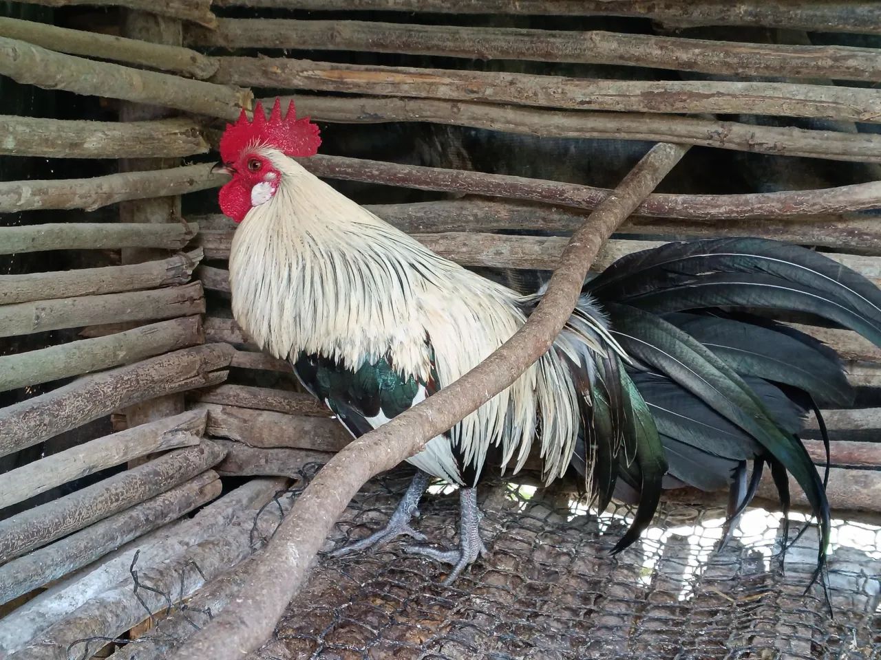 Galo e galinha 