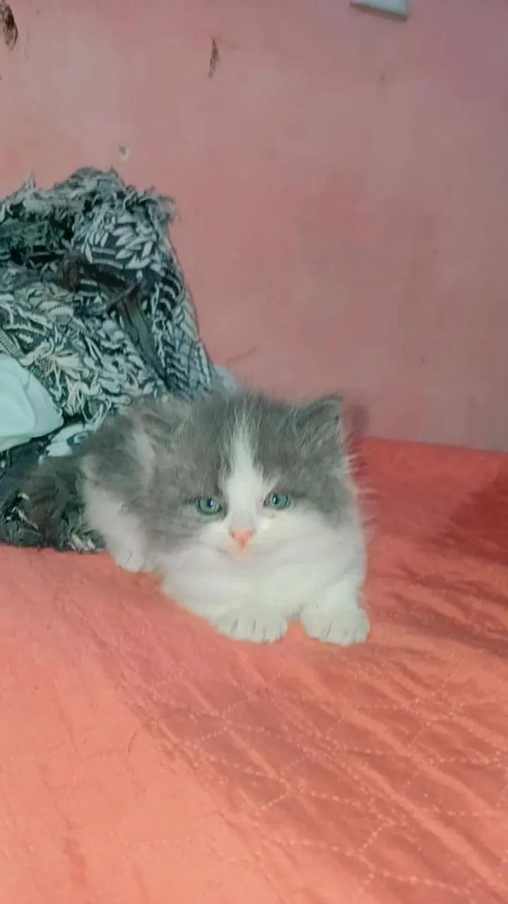 Gato persa