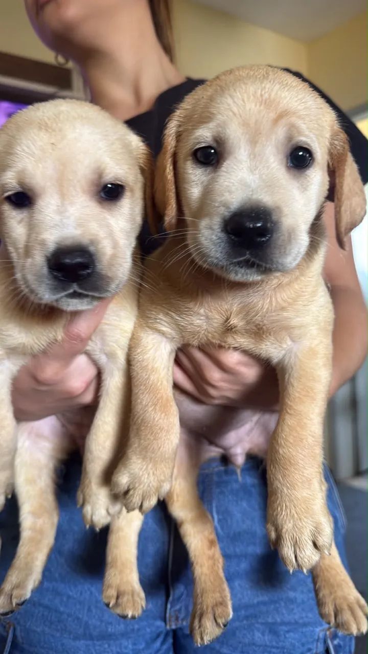 Labrador  - Foto 3