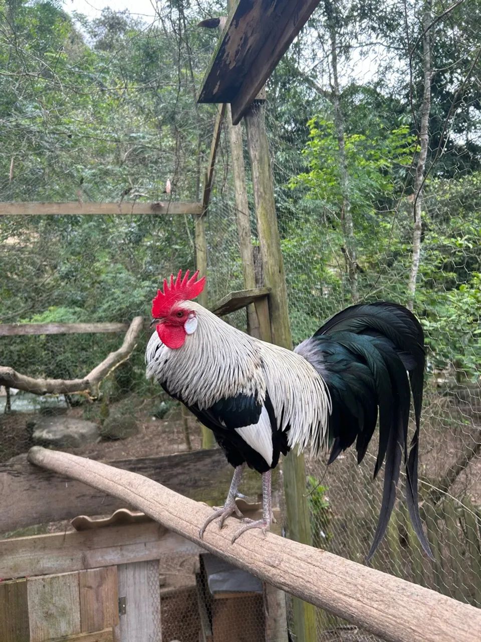 Vende-se galo Fênix Prata