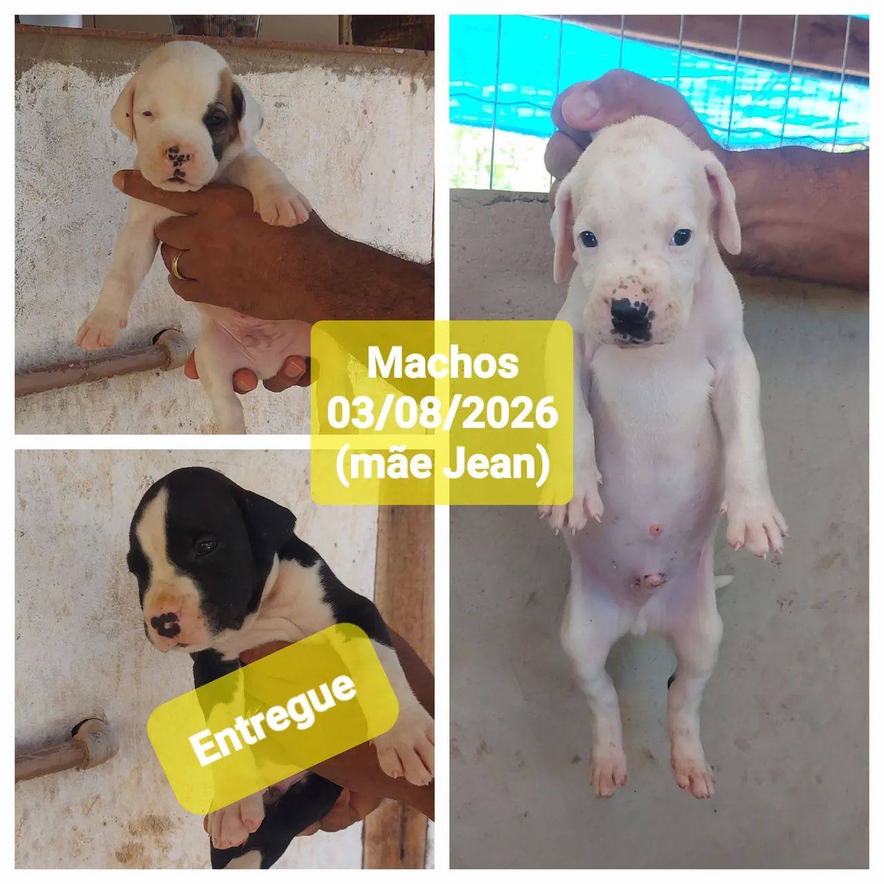 Filhotes de boxer híbridos - Foto 5