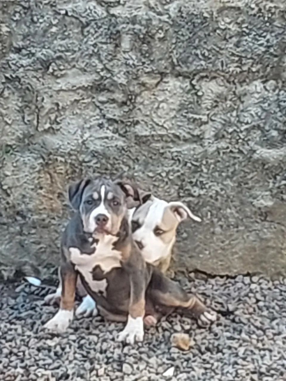 Filhotes Américan Bully  - Foto 3