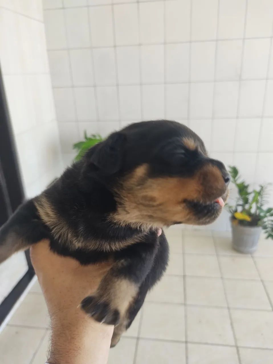 Rottweilers Alemães  - Foto 4
