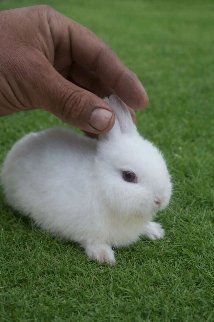 coelho anão netherland dwarf linhagem importada65049000037123122
