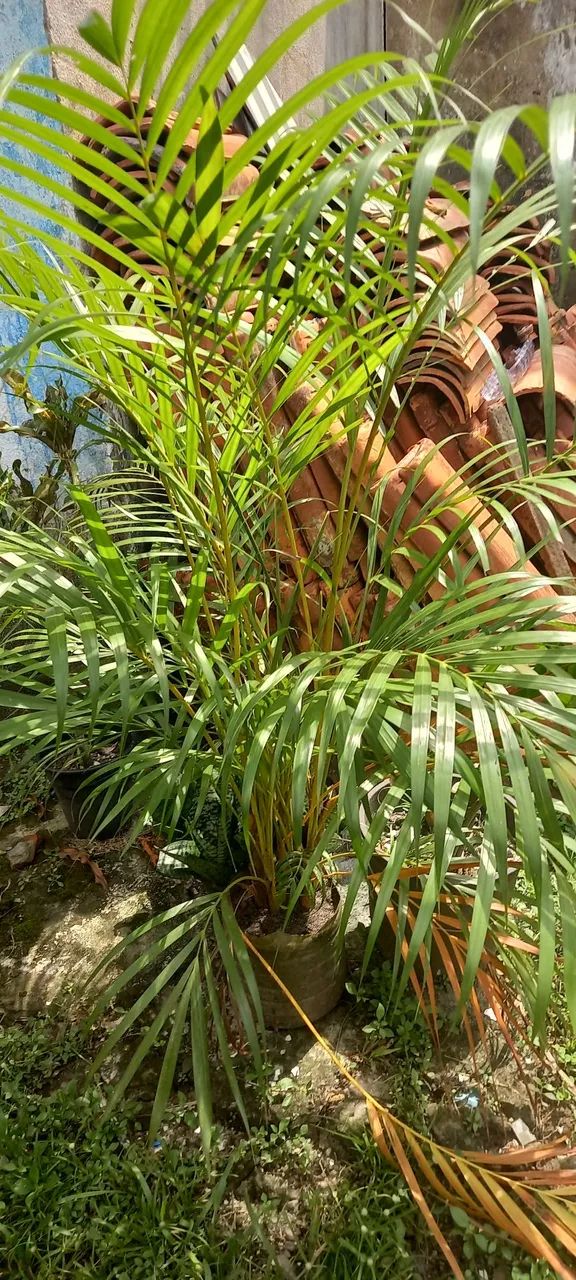 PALMEIRA  - Foto 2