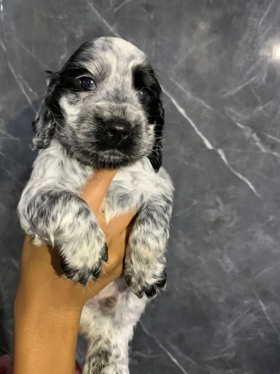 Cocker Spaniel inglês  - Foto 5