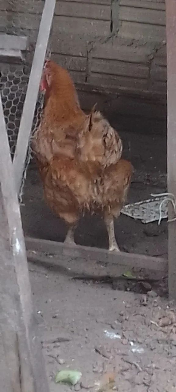 Vendas de galinhas e galos e faranguinhas - Foto 4