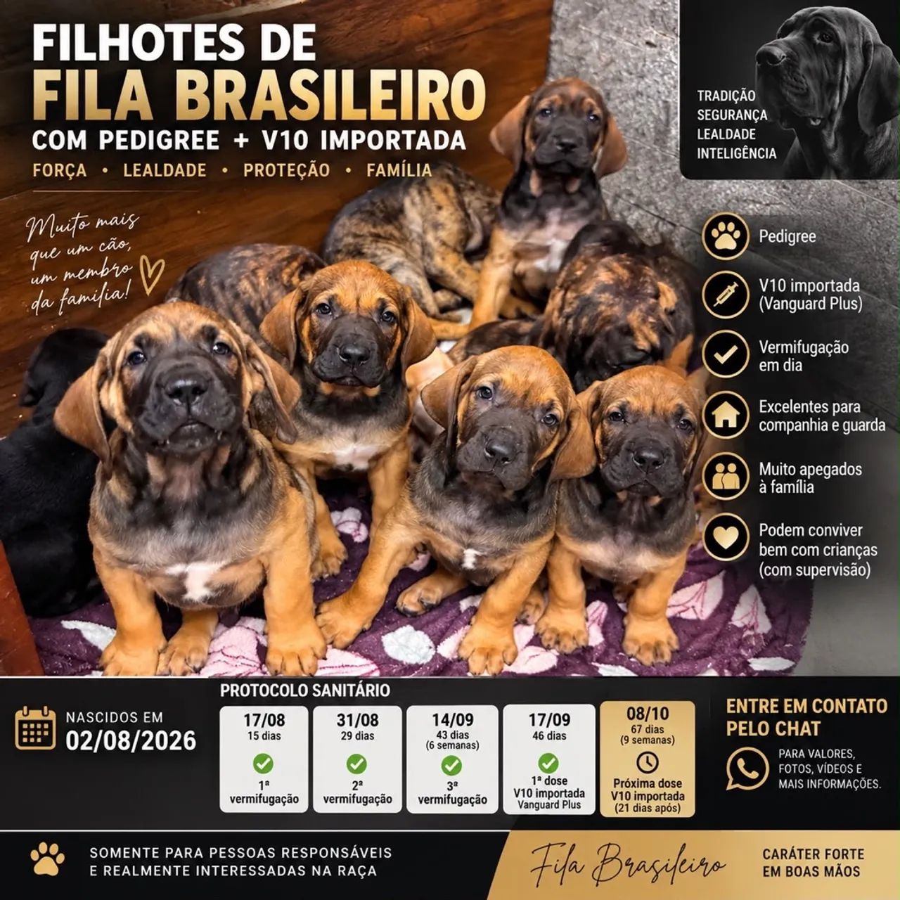 Fila Brasileiro 