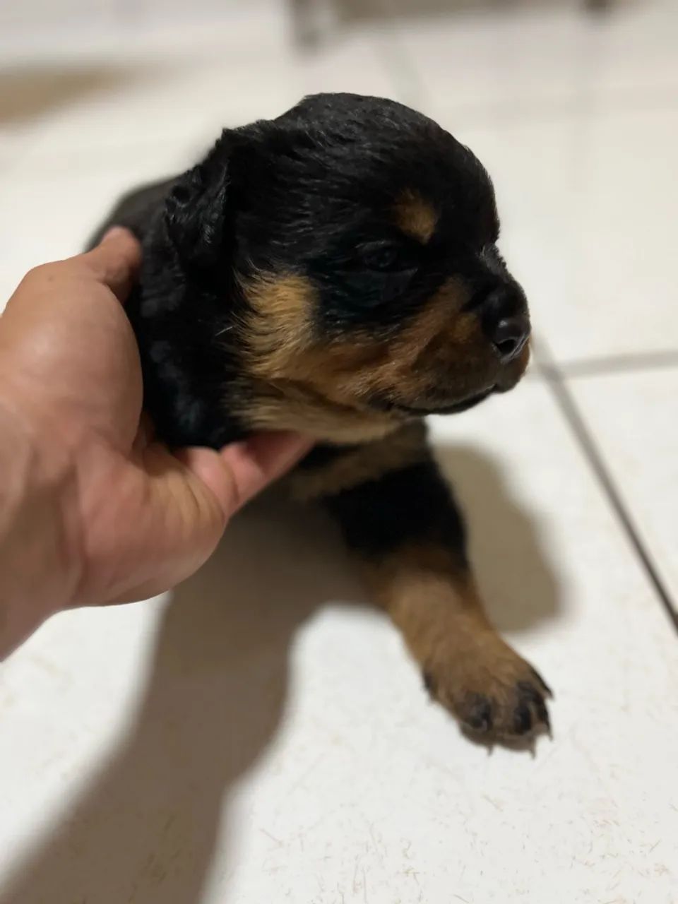 Rottweiler  - Foto 4