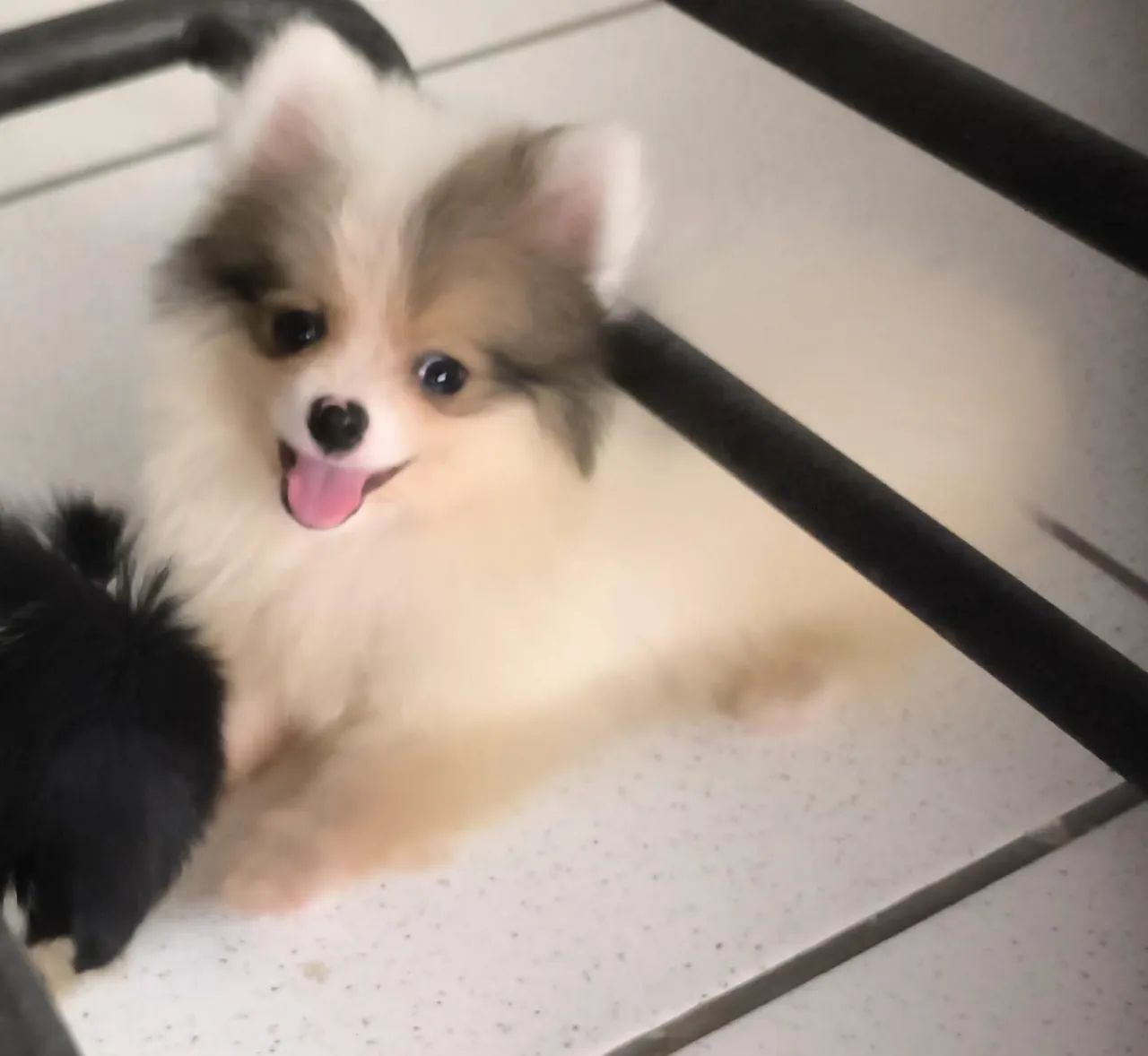 Vendo um lindo filhotinho de spitz anão 