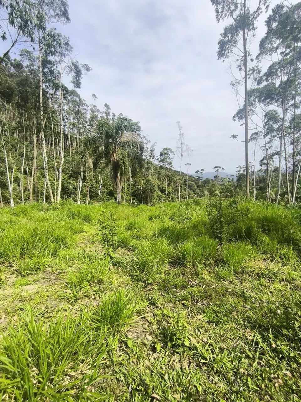 52 Hectares * Aceita permuta - Foto 6