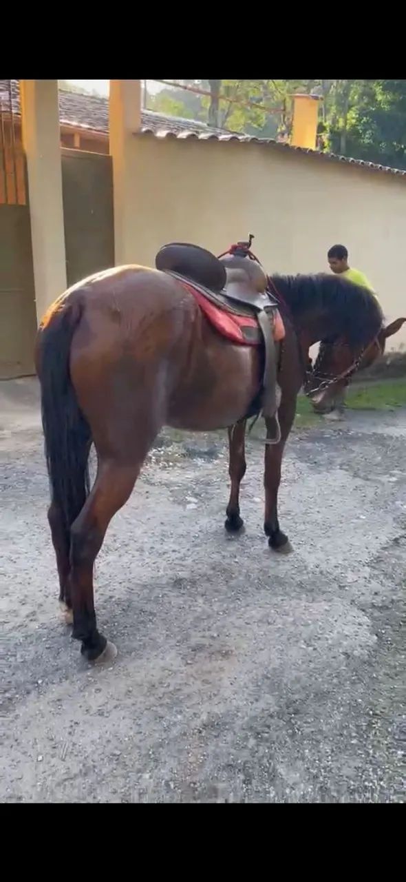Égua  - Foto 3