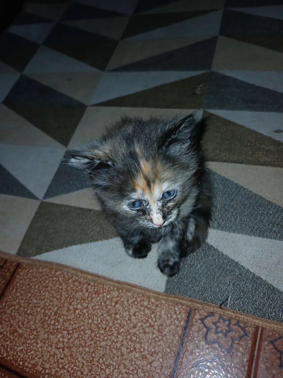 DOAÇÃO DE GATA F ÊMEA  - Foto 2
