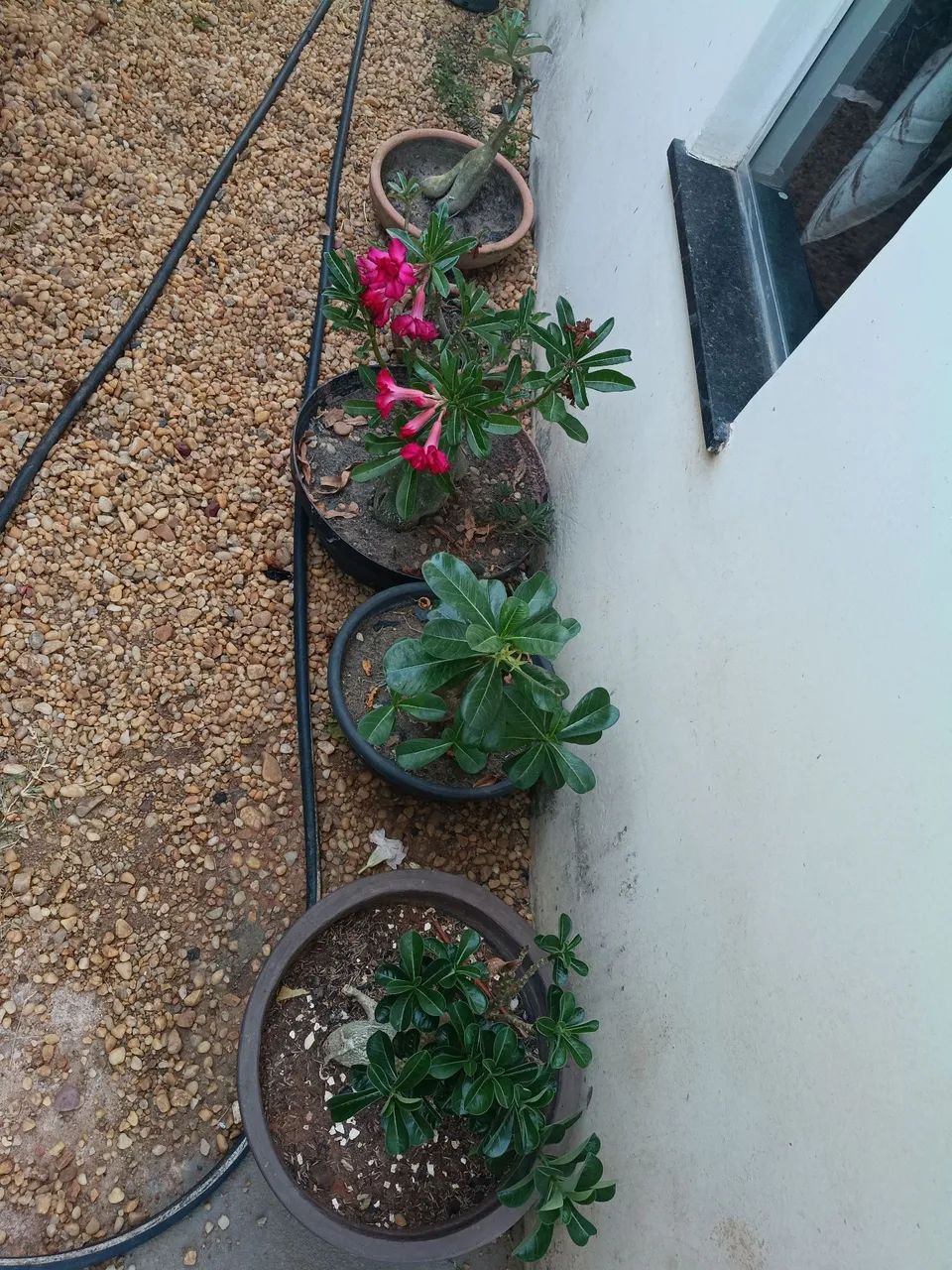 Rosa do deserto