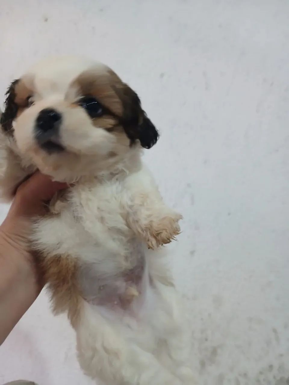 Lhasa apso  - Foto 3
