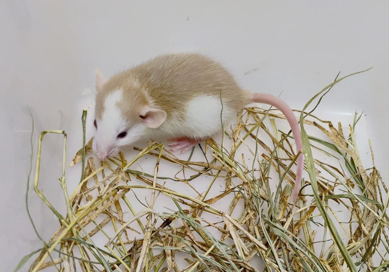 Mercol/ Twister Dumbo  - Foto 4