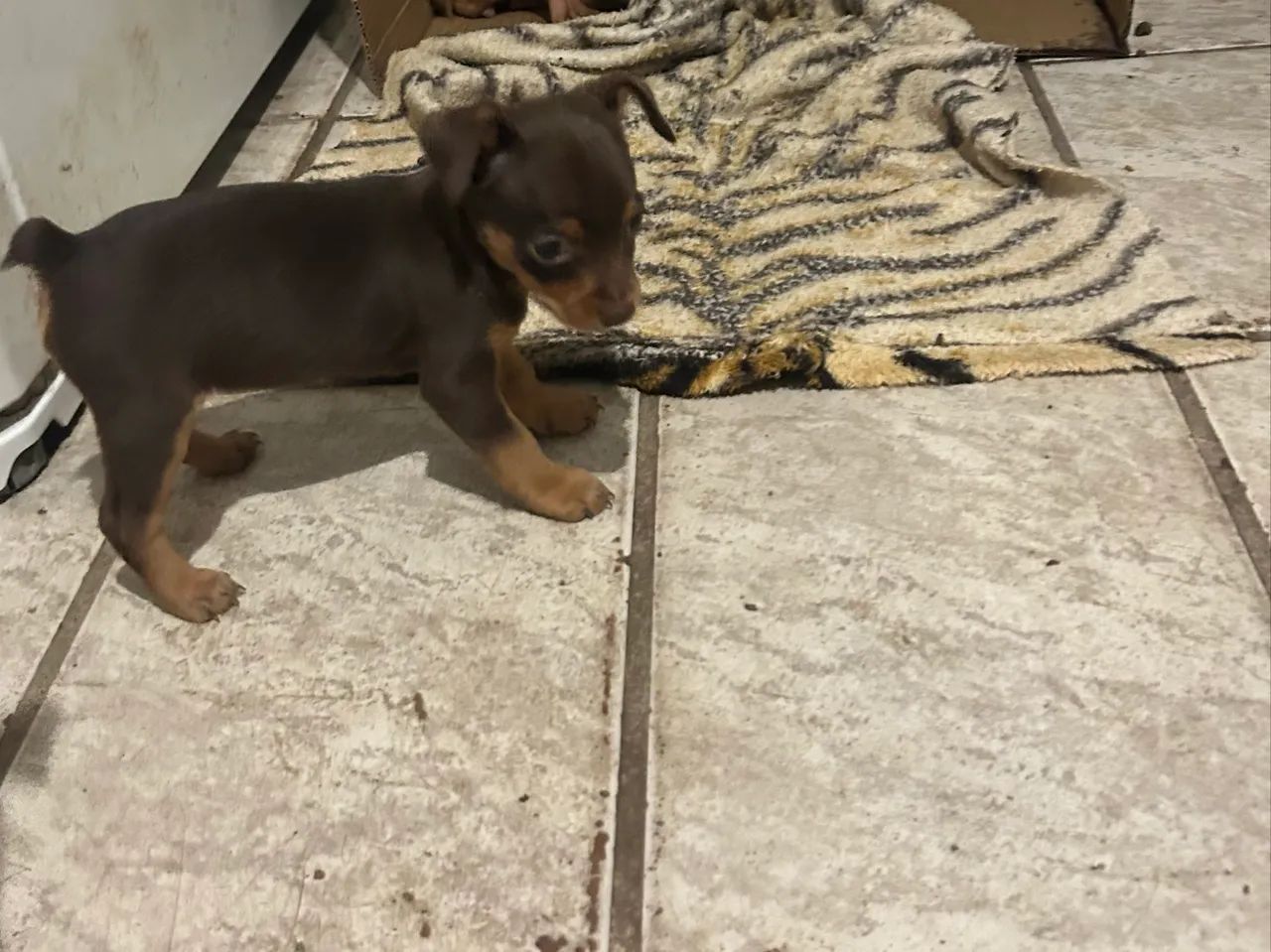 Pinscher  - Foto 3