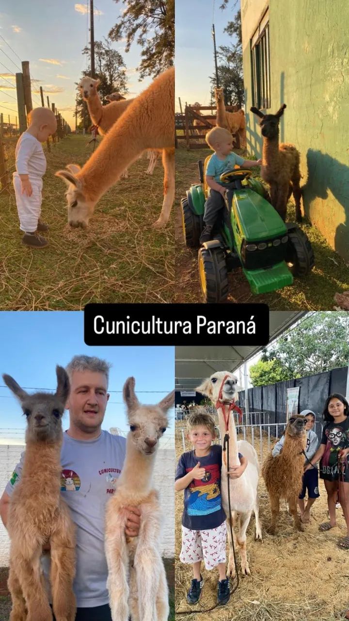 Alpacas e Lhamas adultos e filhotes - Foto 4
